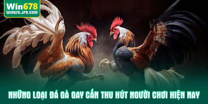 Những loại đá gà gay cấn thu hút người chơi hiện nay