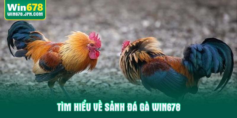 Tìm hiểu về sảnh đá gà WIN678