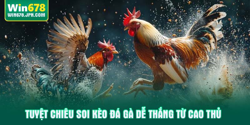 Tuyệt chiêu soi kèo đá gà dễ thắng từ cao thủ